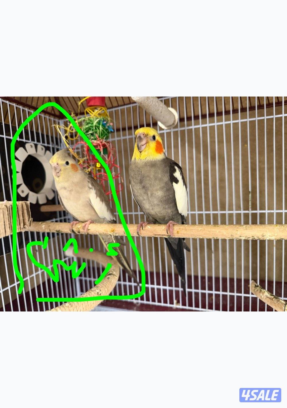 3 فروخ كروان مع الام والقفص والحضانه0