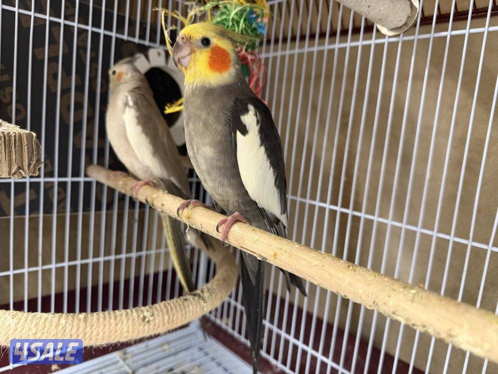 3 فروخ كروان مع الام والقفص والحضانه2