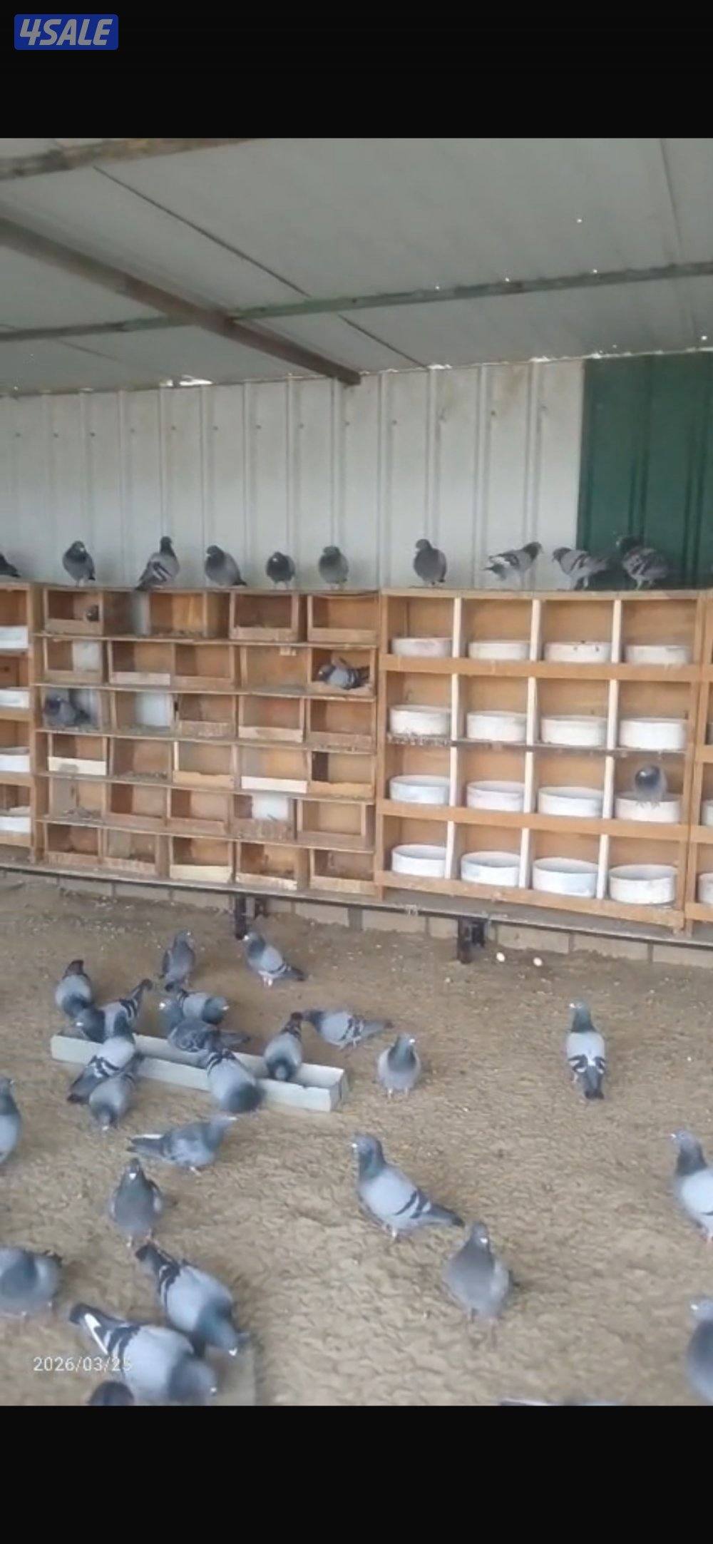 حمام زاجل جملة0