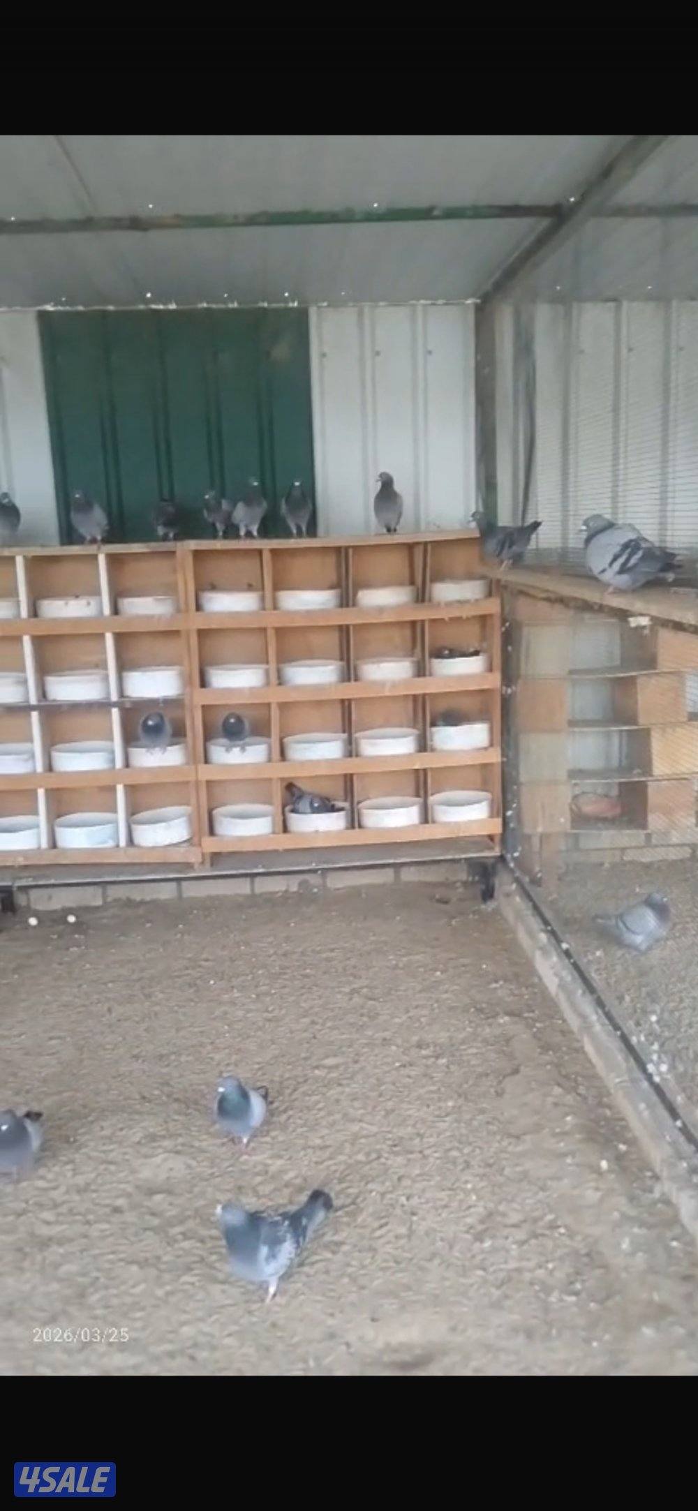 حمام زاجل جملة1