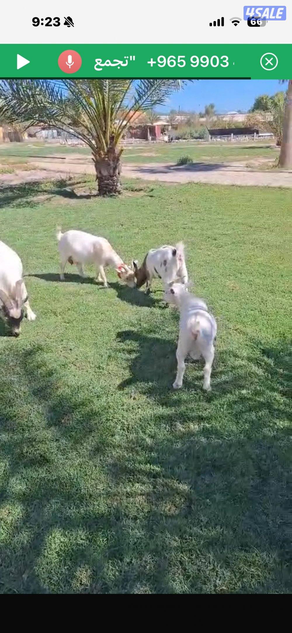 البيع معزه وعيالها مع تيسها جيكي صنف0