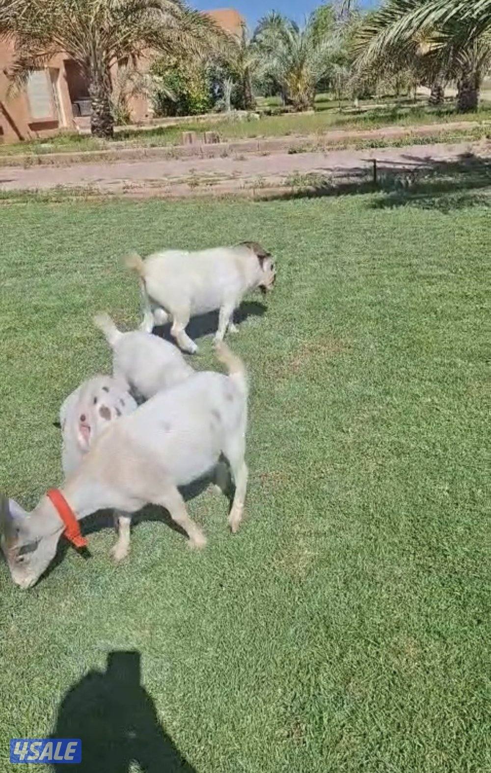 البيع معزه وعيالها مع تيسها جيكي صنف1