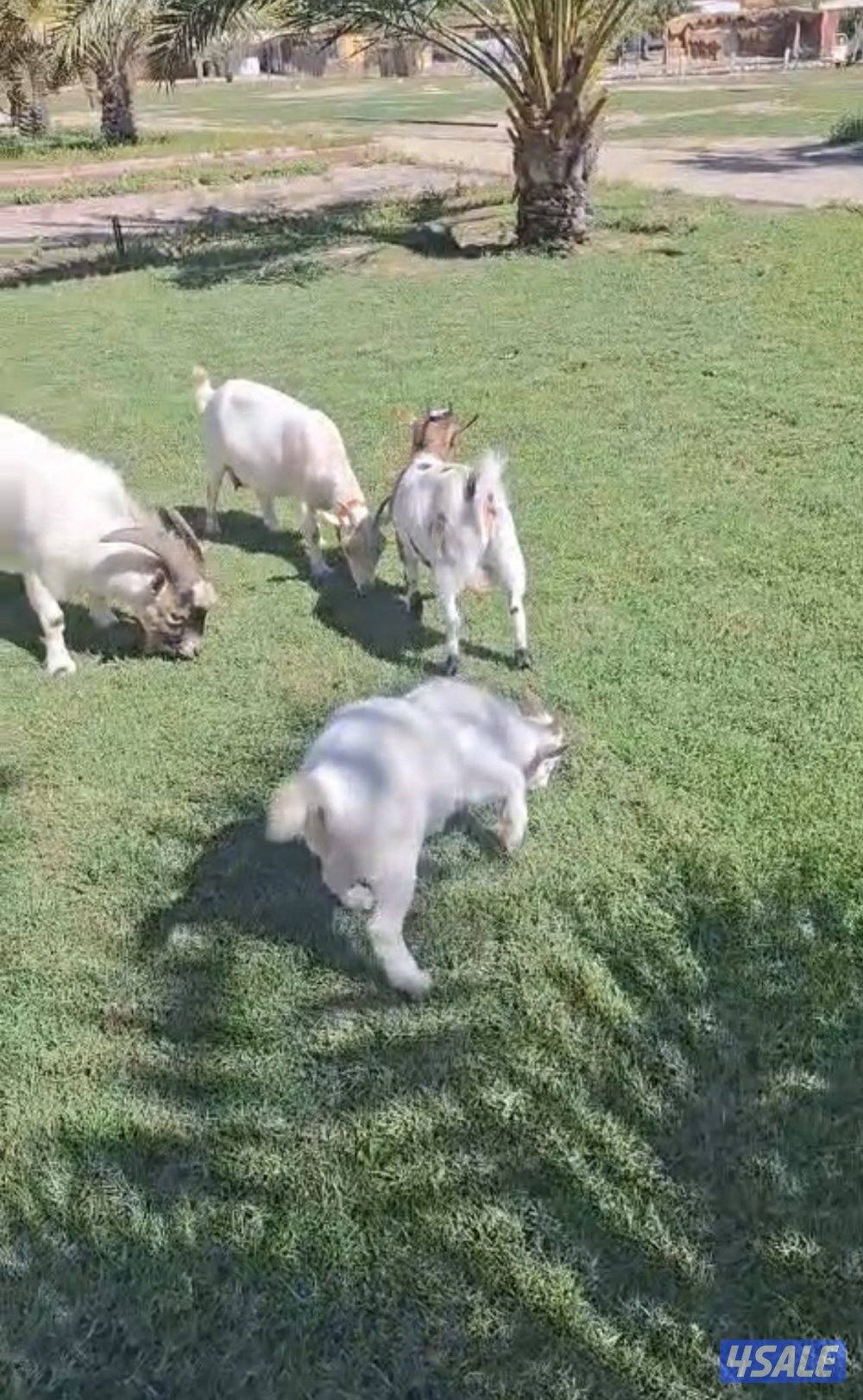 البيع معزه وعيالها مع تيسها جيكي صنف2