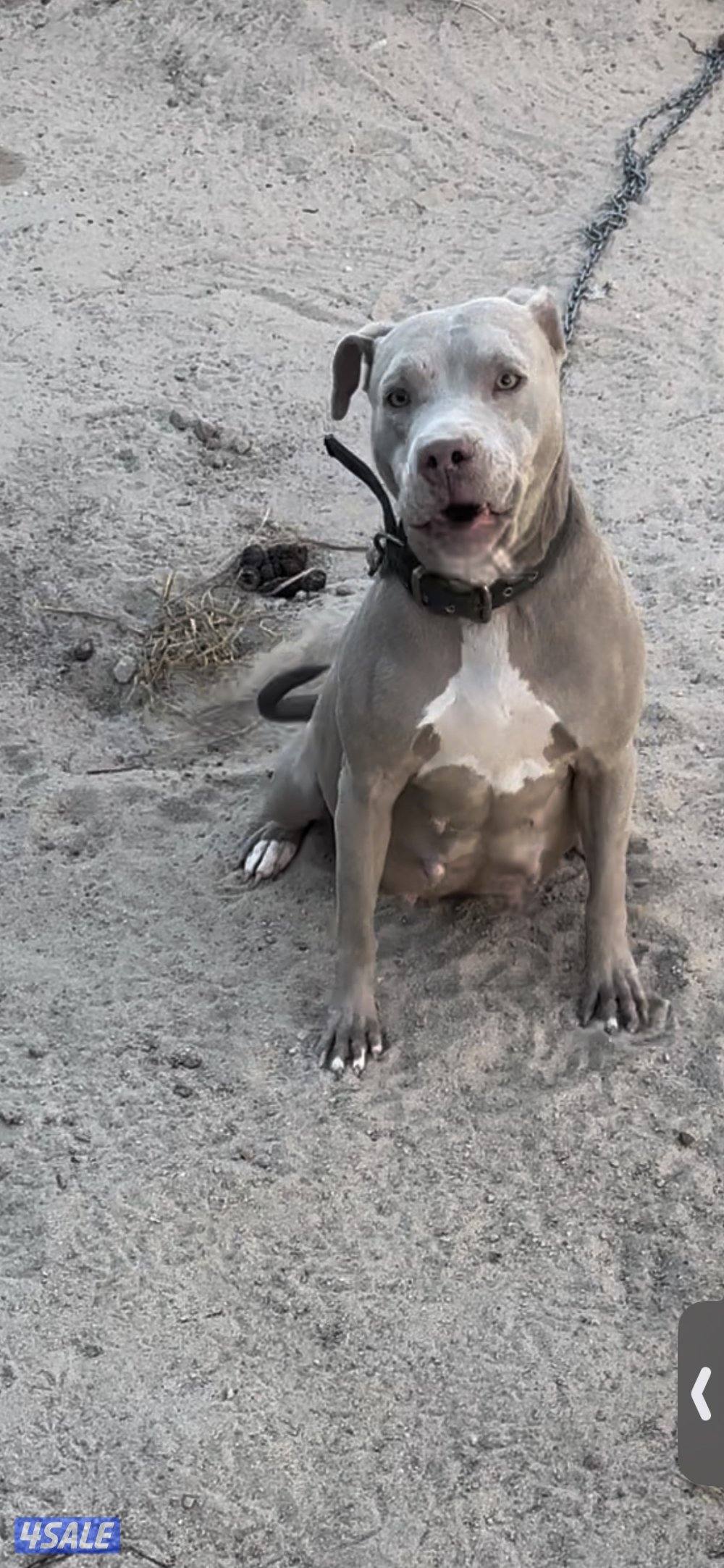 نثيه بتبول منتجه2