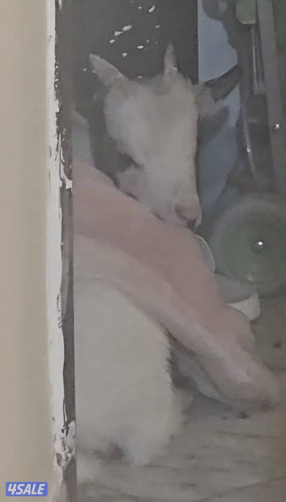 للبيع تيس جيكي0