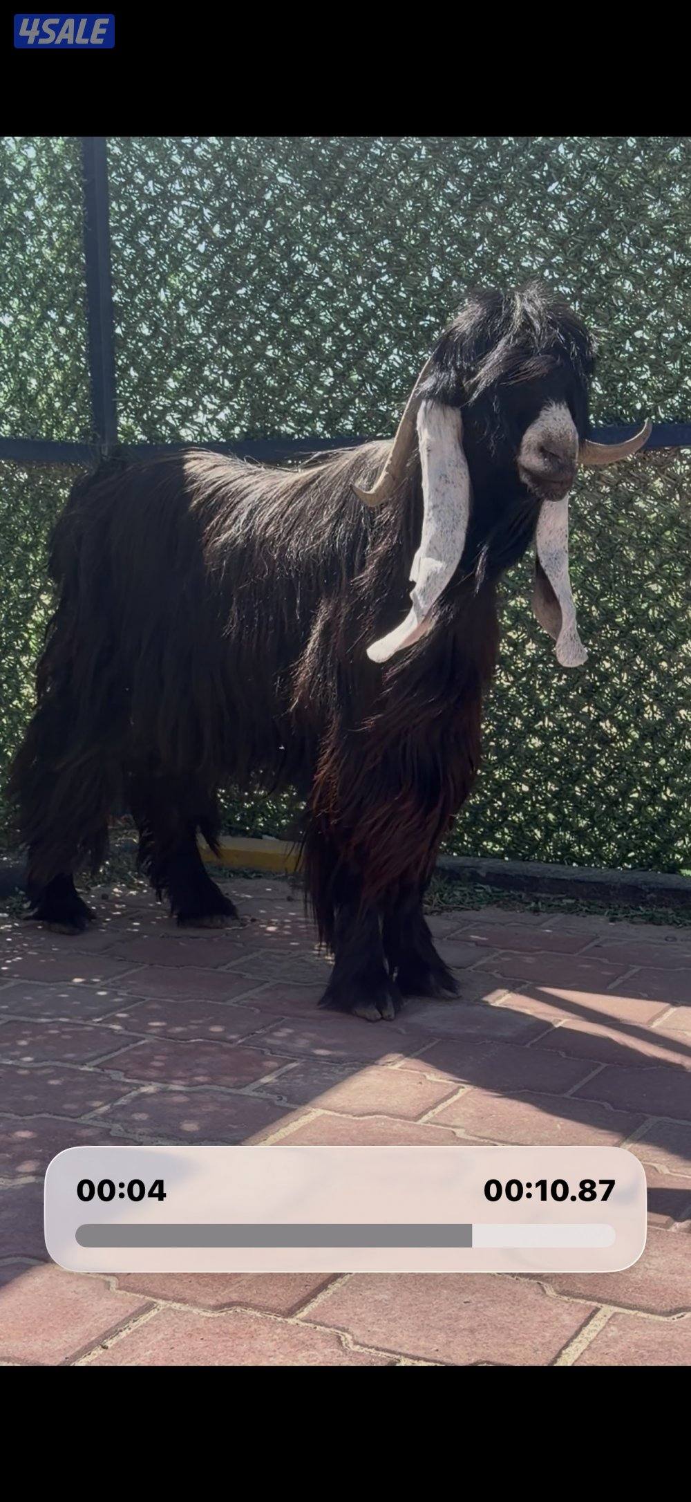 تيس عارضي  اربشخصم الخصم0