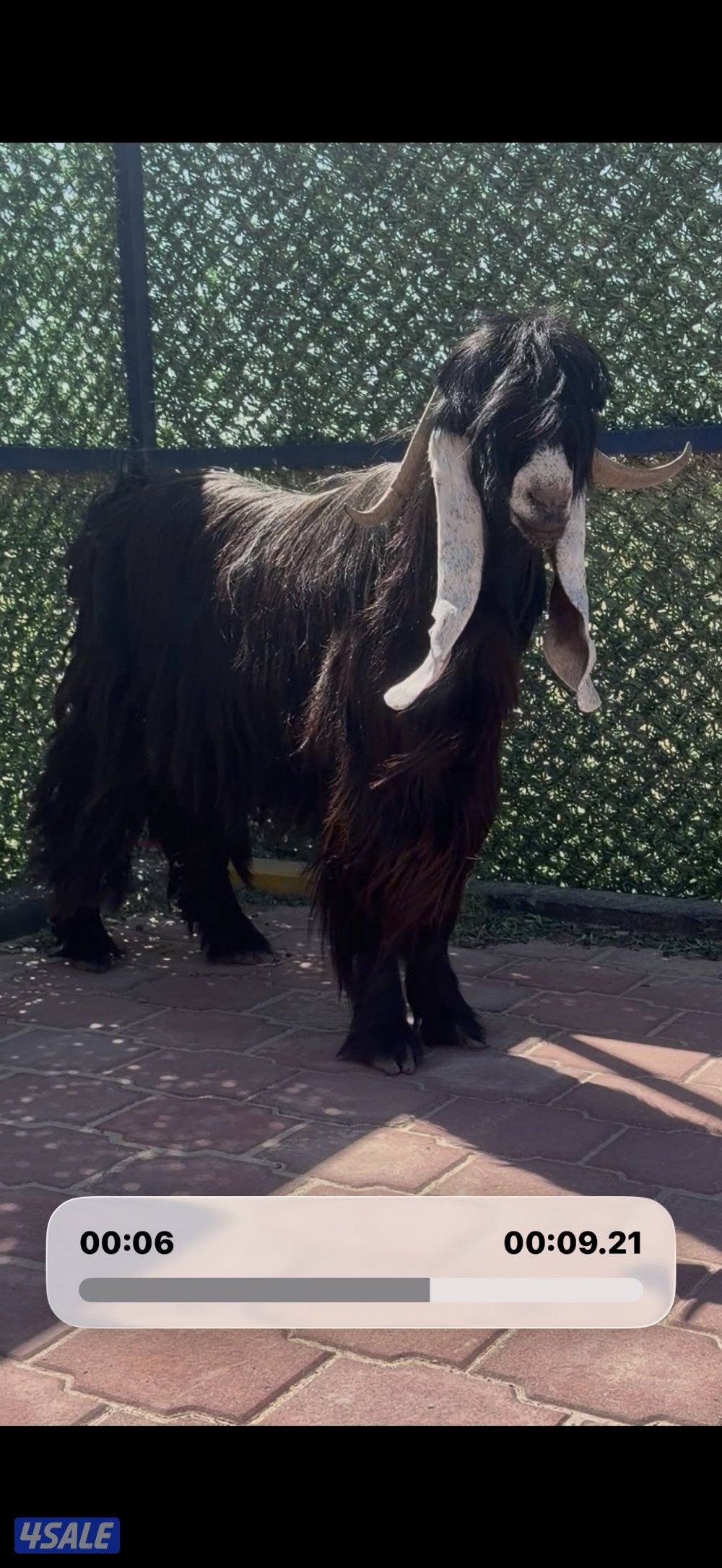 تيس عارضي  اربشخصم الخصم1