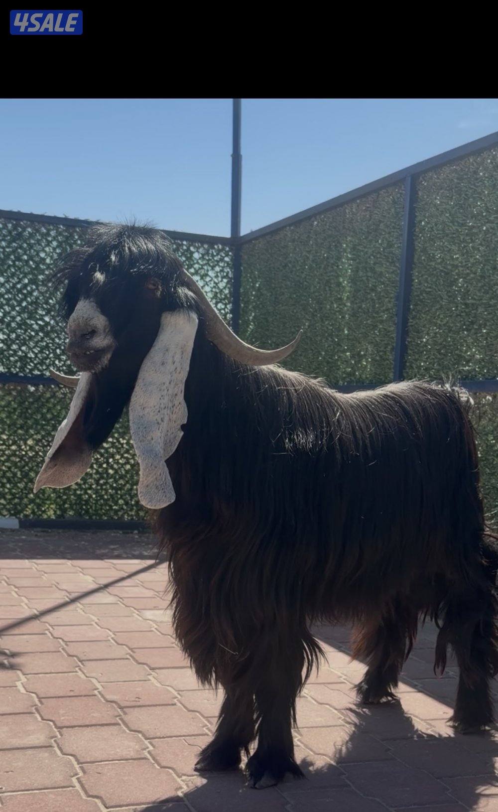 تيس عارضي  اربشخصم الخصم2