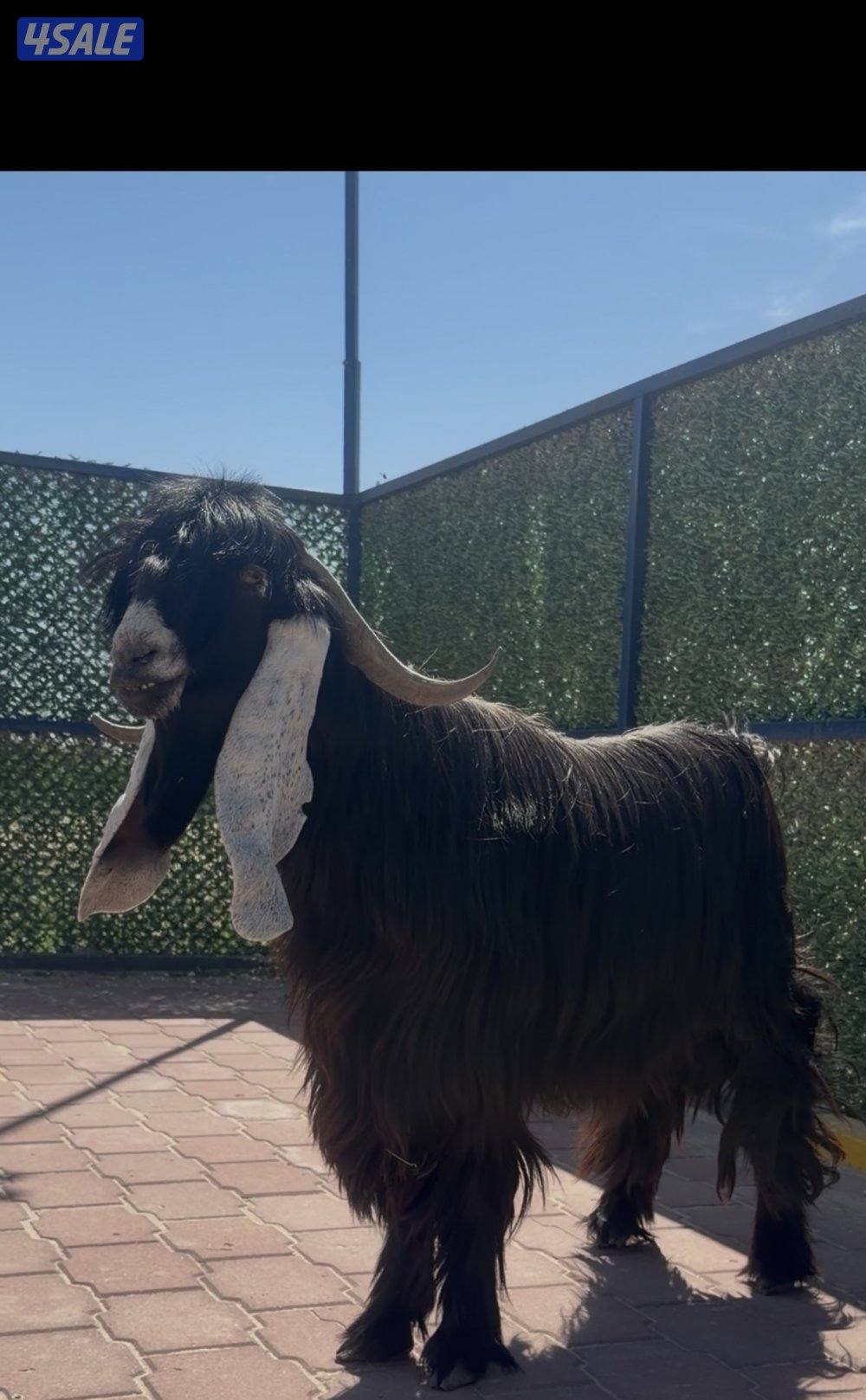 تيس عارضي  اربشخصم الخصم3