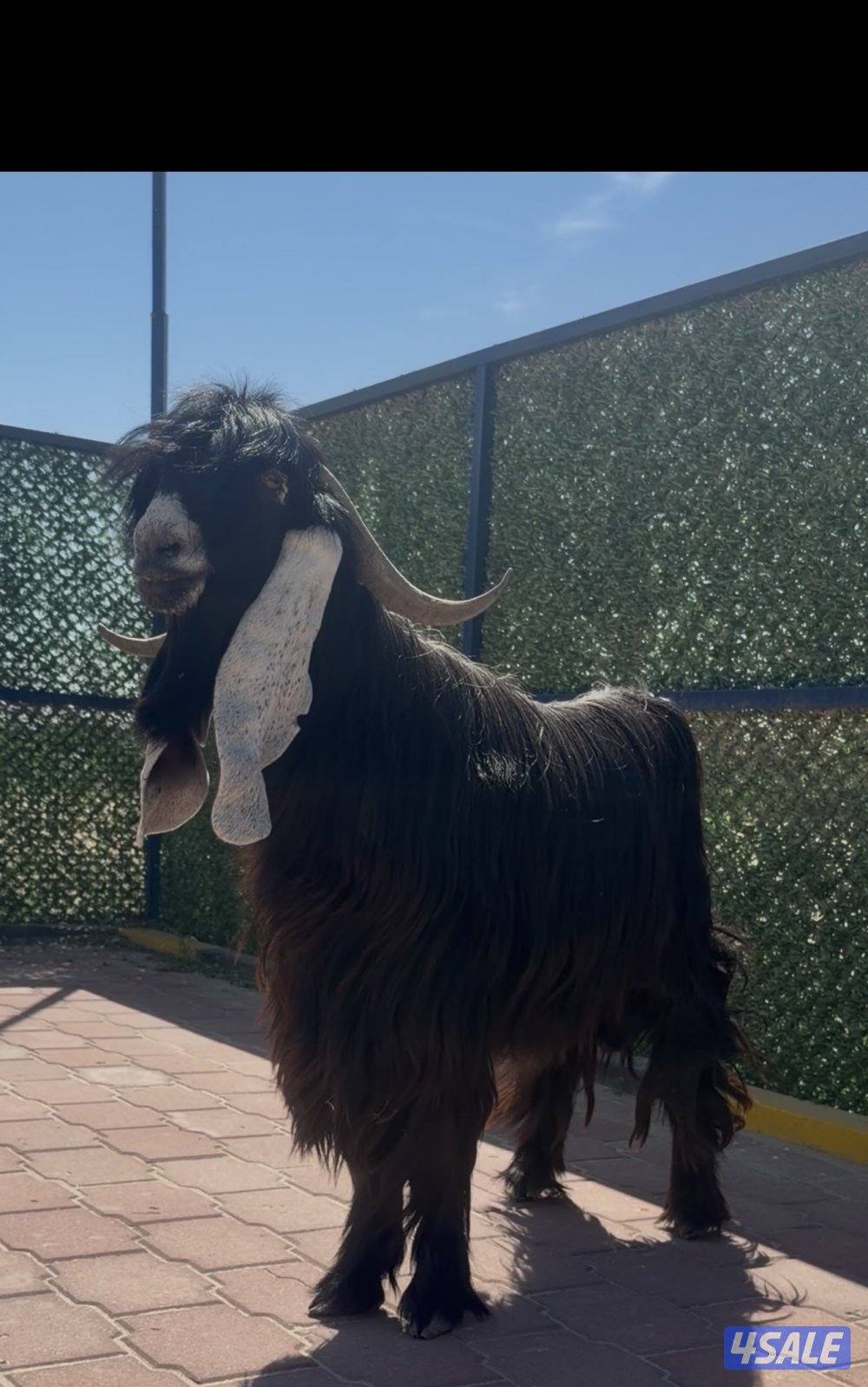 تيس عارضي  اربشخصم الخصم4