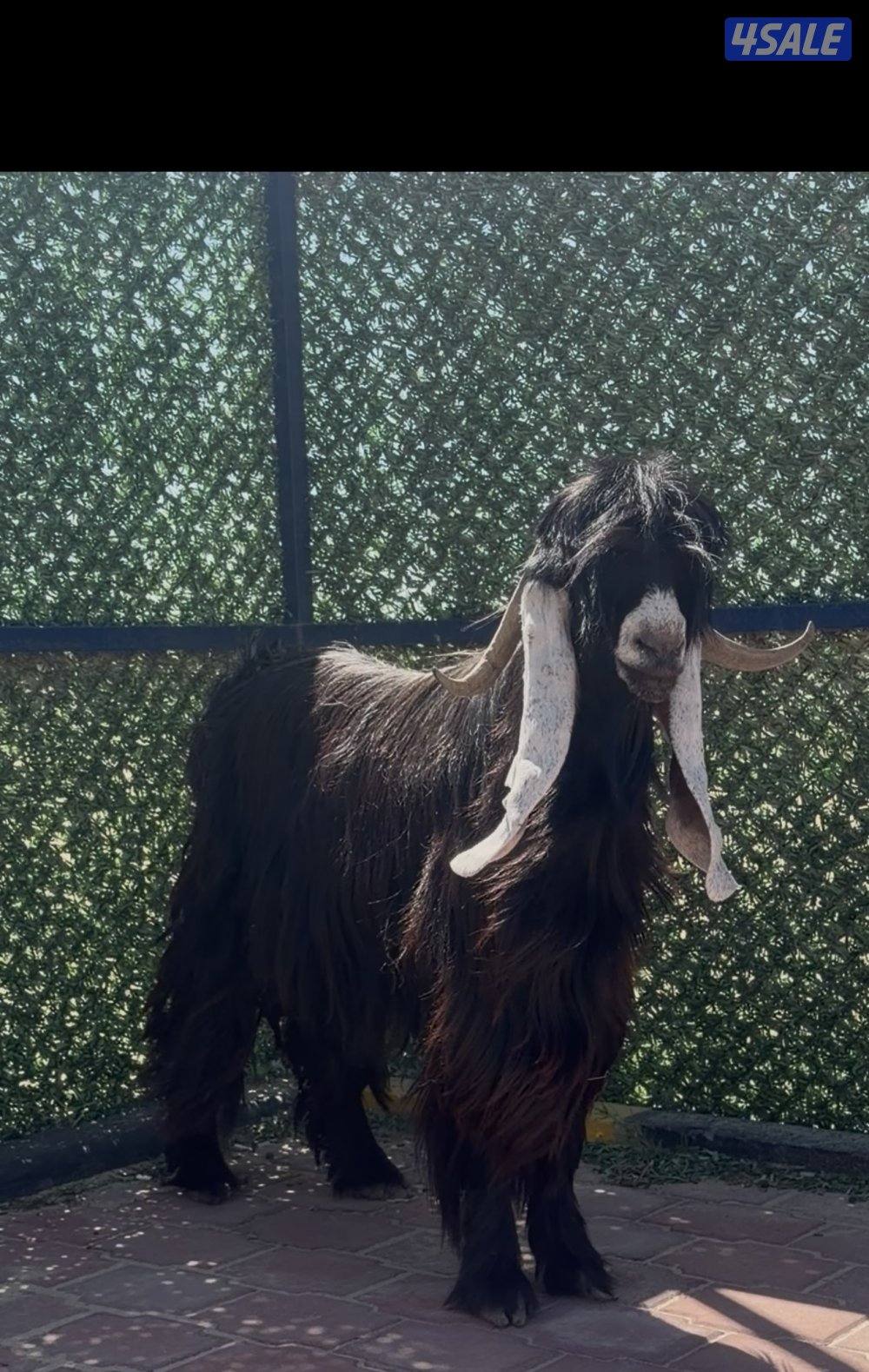 تيس عارضي  اربشخصم الخصم5