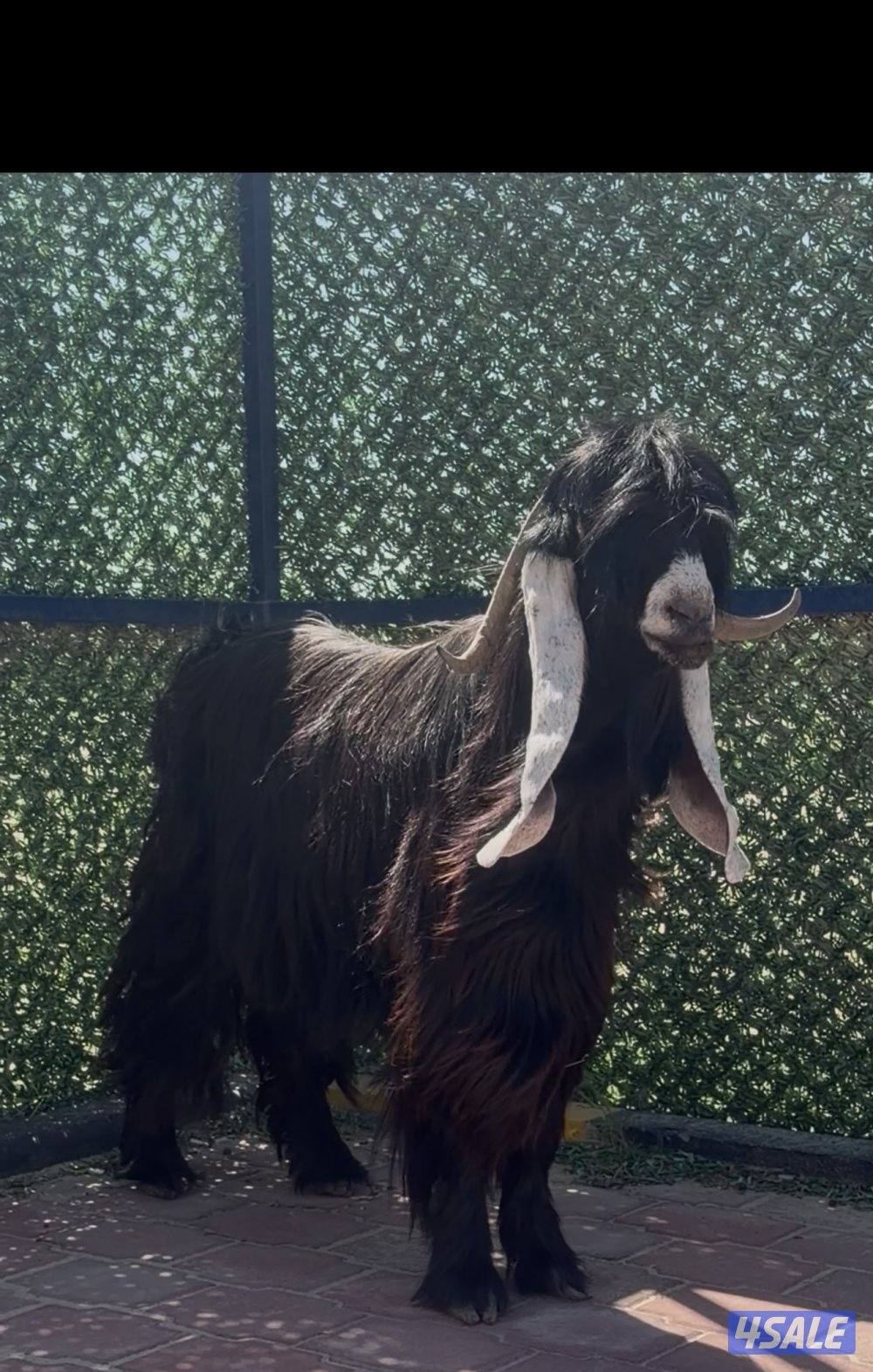 تيس عارضي  اربشخصم الخصم6