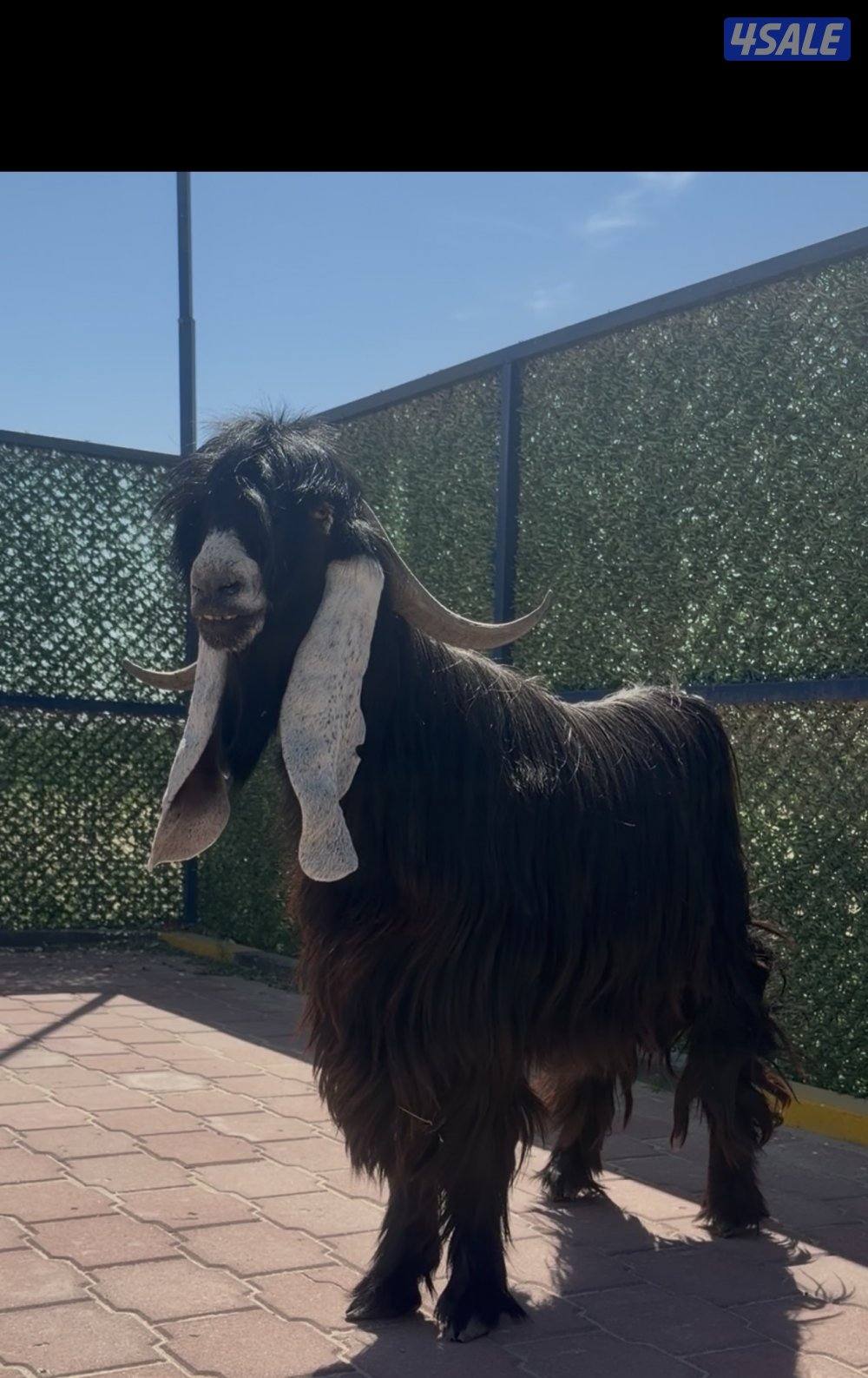 تيس عارضي  اربشخصم الخصم7