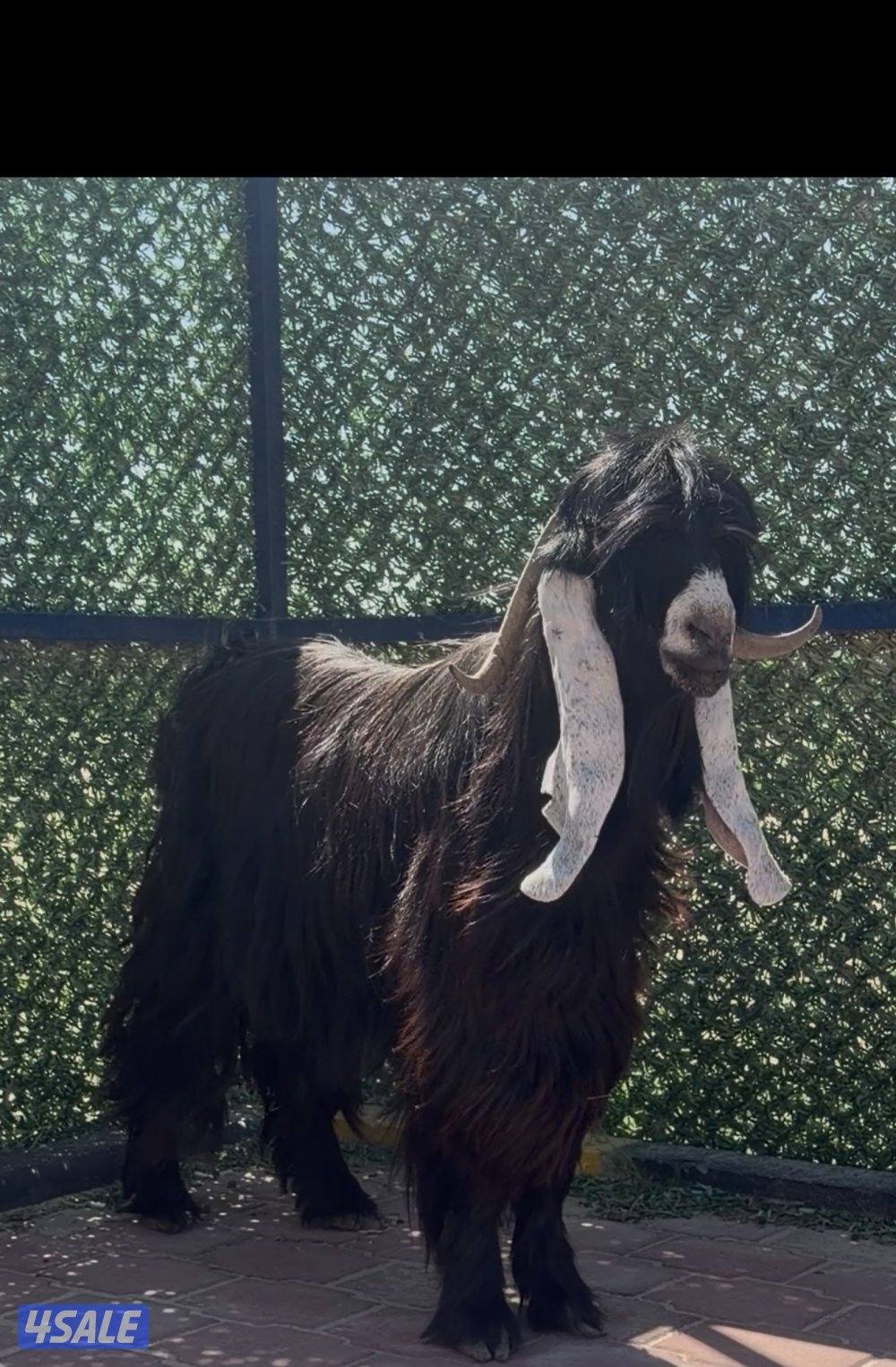 تيس عارضي  اربشخصم الخصم8