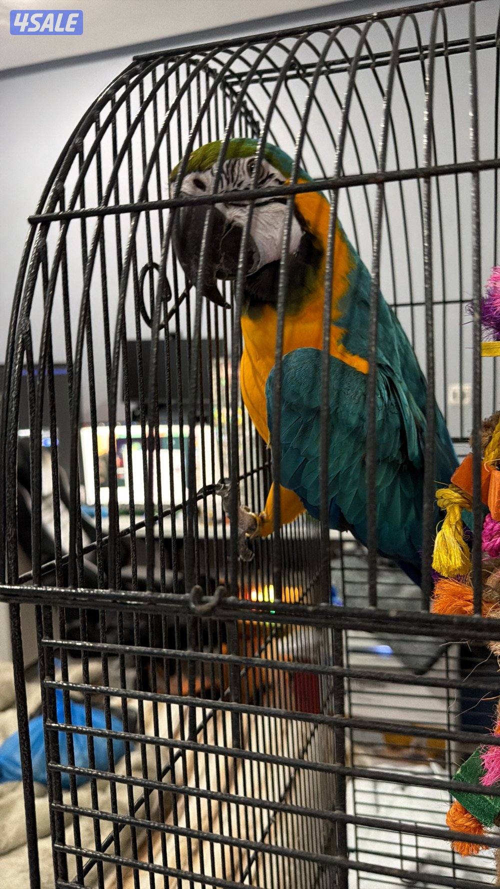 Macaw blue and gold 3 years old0