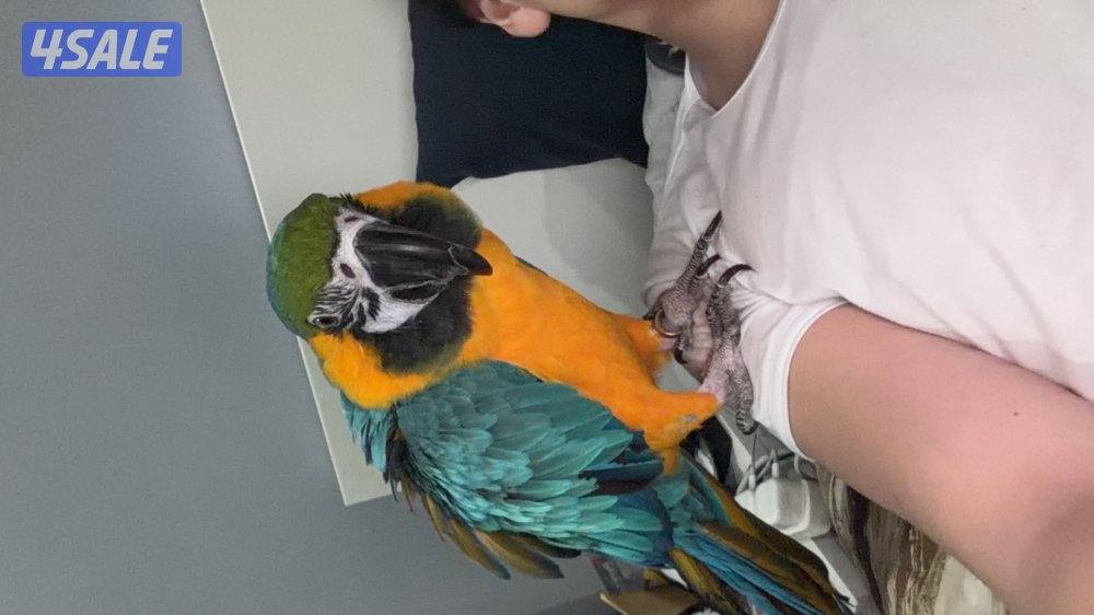 Macaw blue and gold 3 years old1