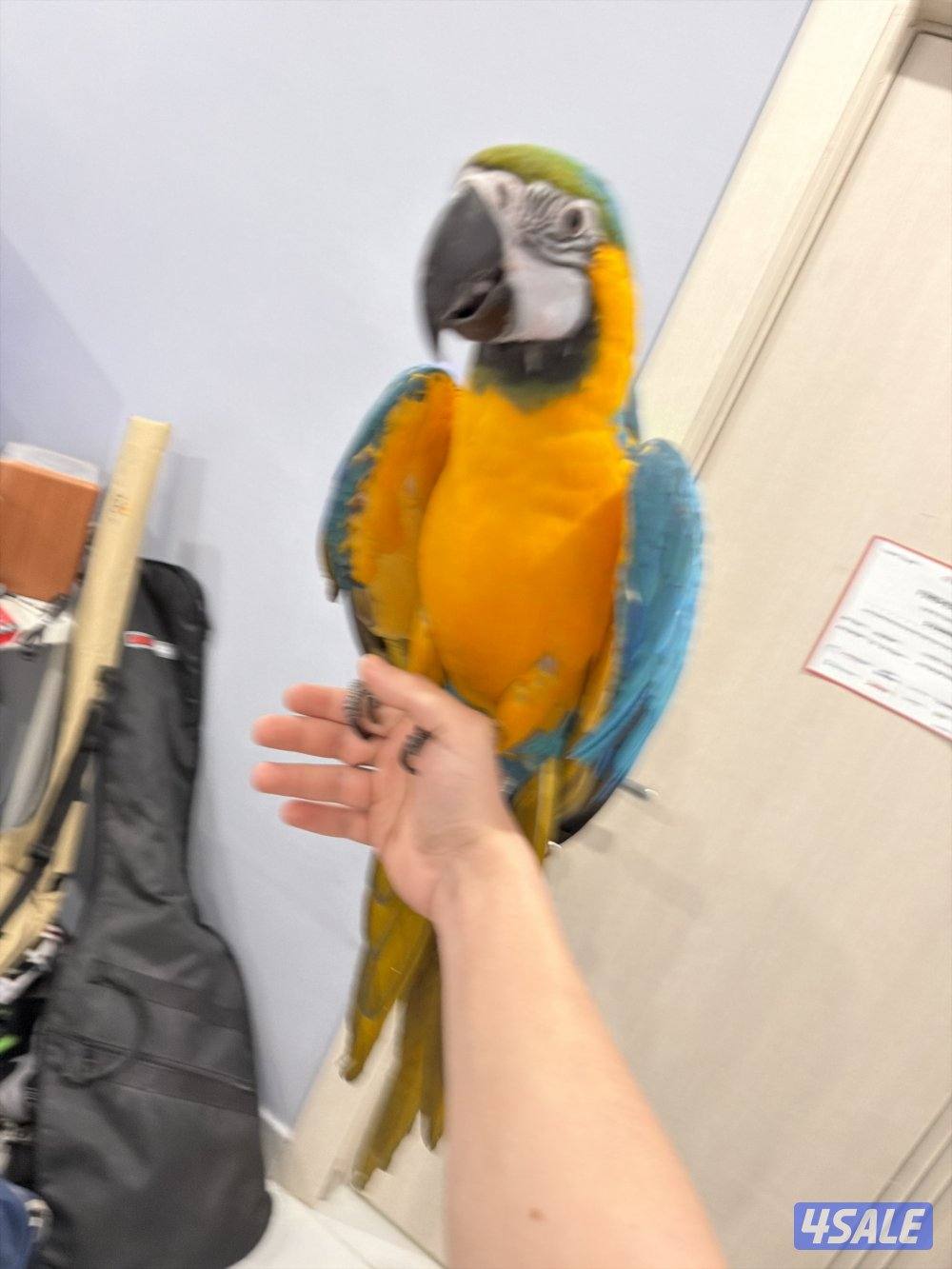 Macaw blue and gold 3 years old2
