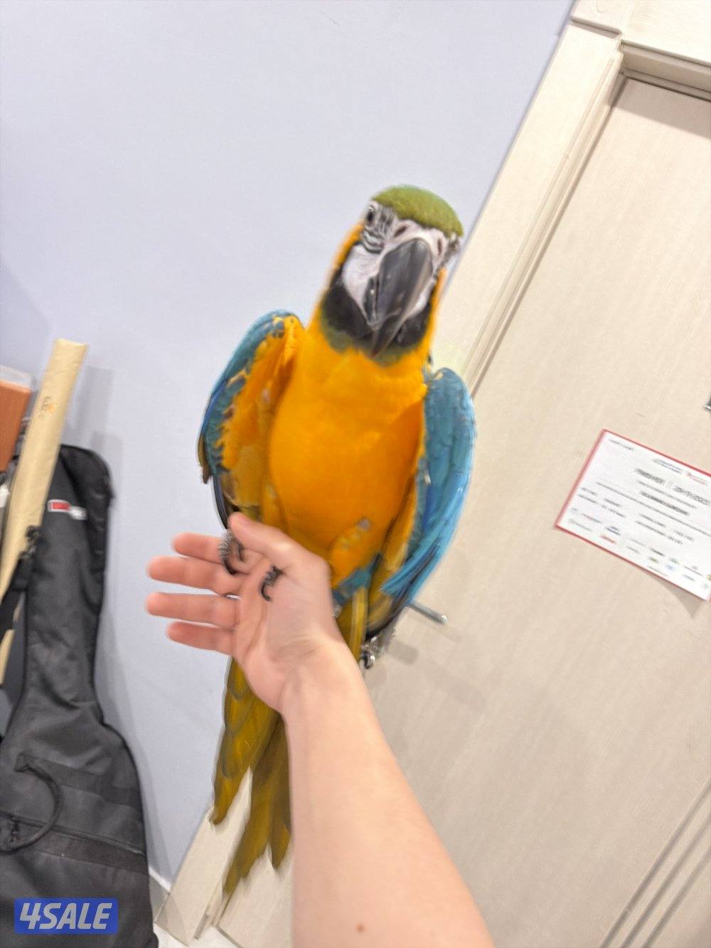 Macaw blue and gold 3 years old3