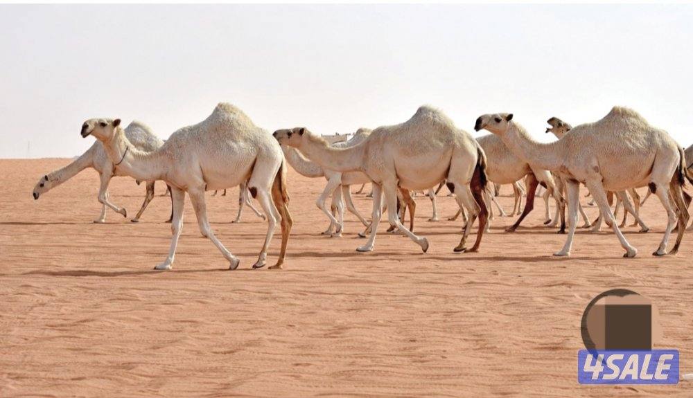 راعي حلال/  حارس مخيمات0