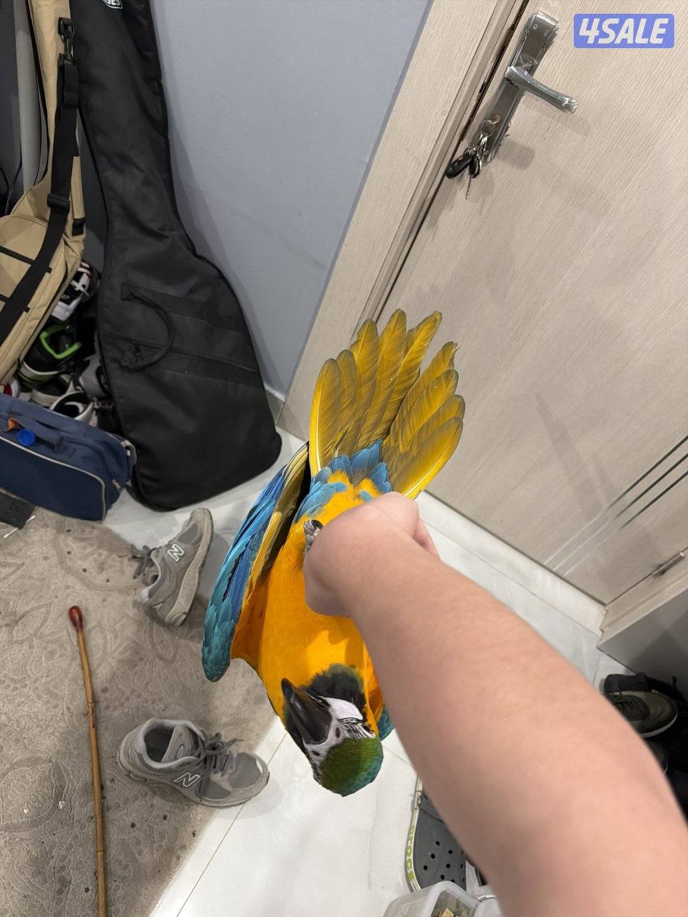 Macaw blue and gold 3 years old4