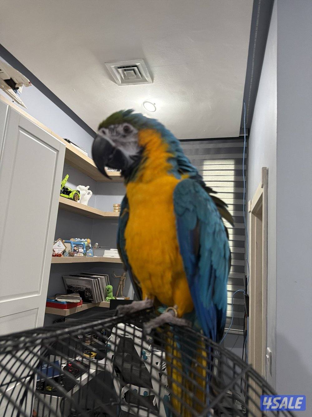 Macaw blue and gold 3 years old5