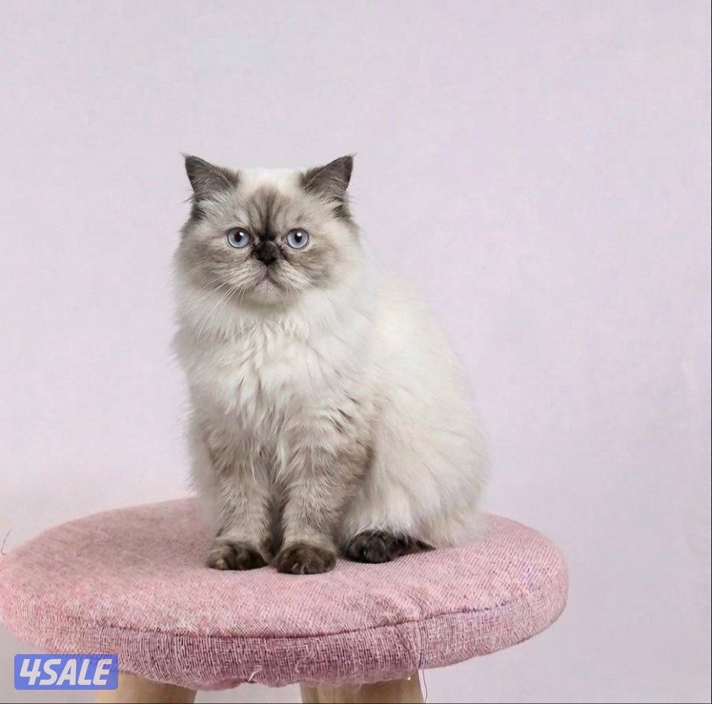 للبيع نثيه هملايا0