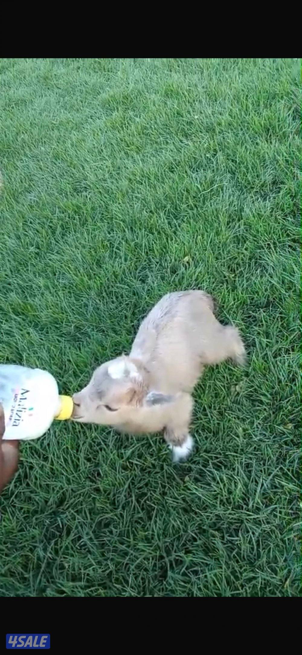 للبيع تيوس جيكية0