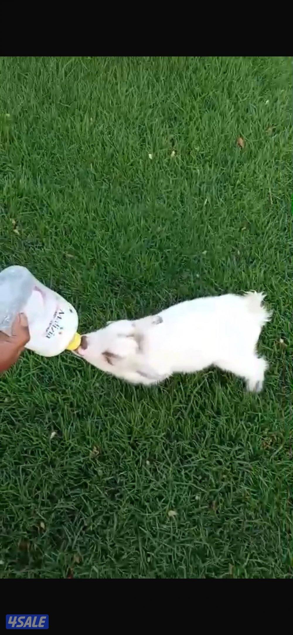 للبيع تيوس جيكية1