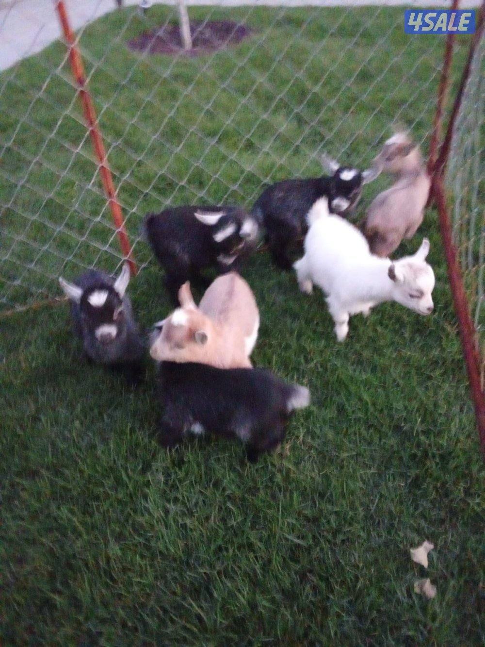 للبيع تيوس جيكية2