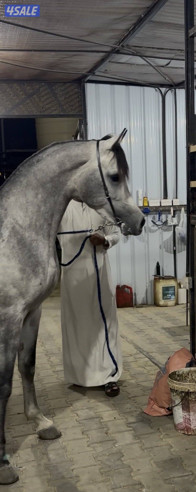 مهر مكس فااخر0