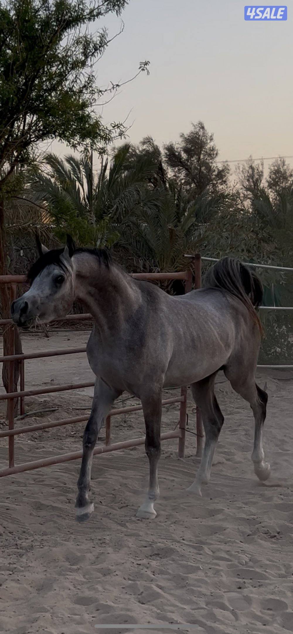 مهر مكس فااخر1