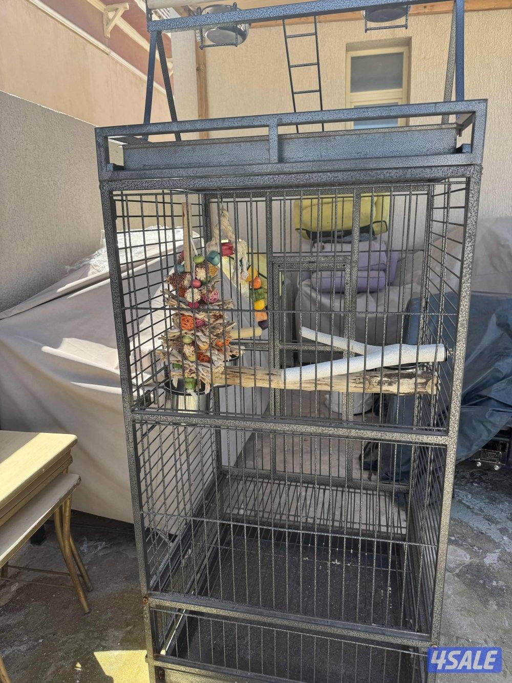 قفص كاسكو نضيف و مع طوس الأكل و الماي و العابه4