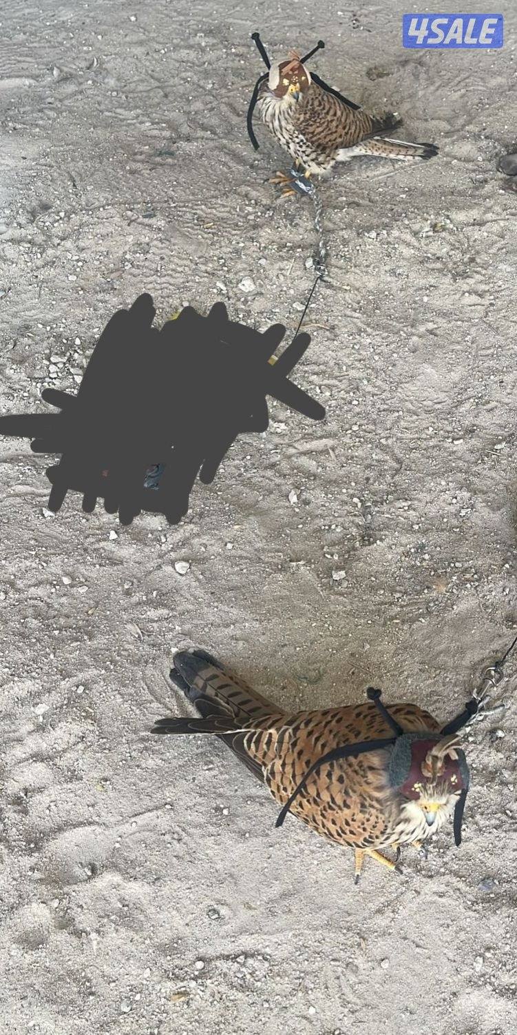 مع أغراضه والتوصيل0