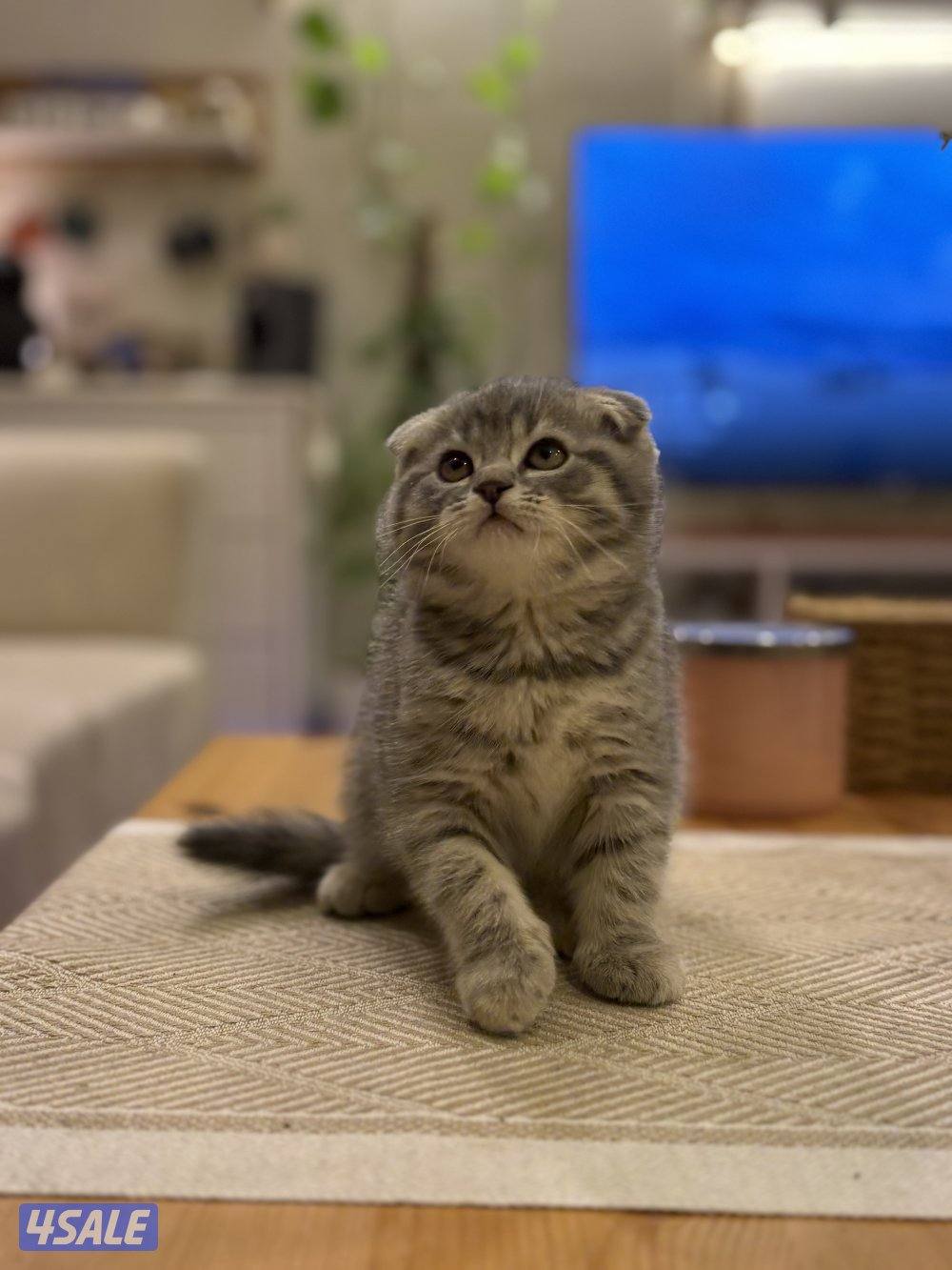 كتن سكوتش فولد🐾0