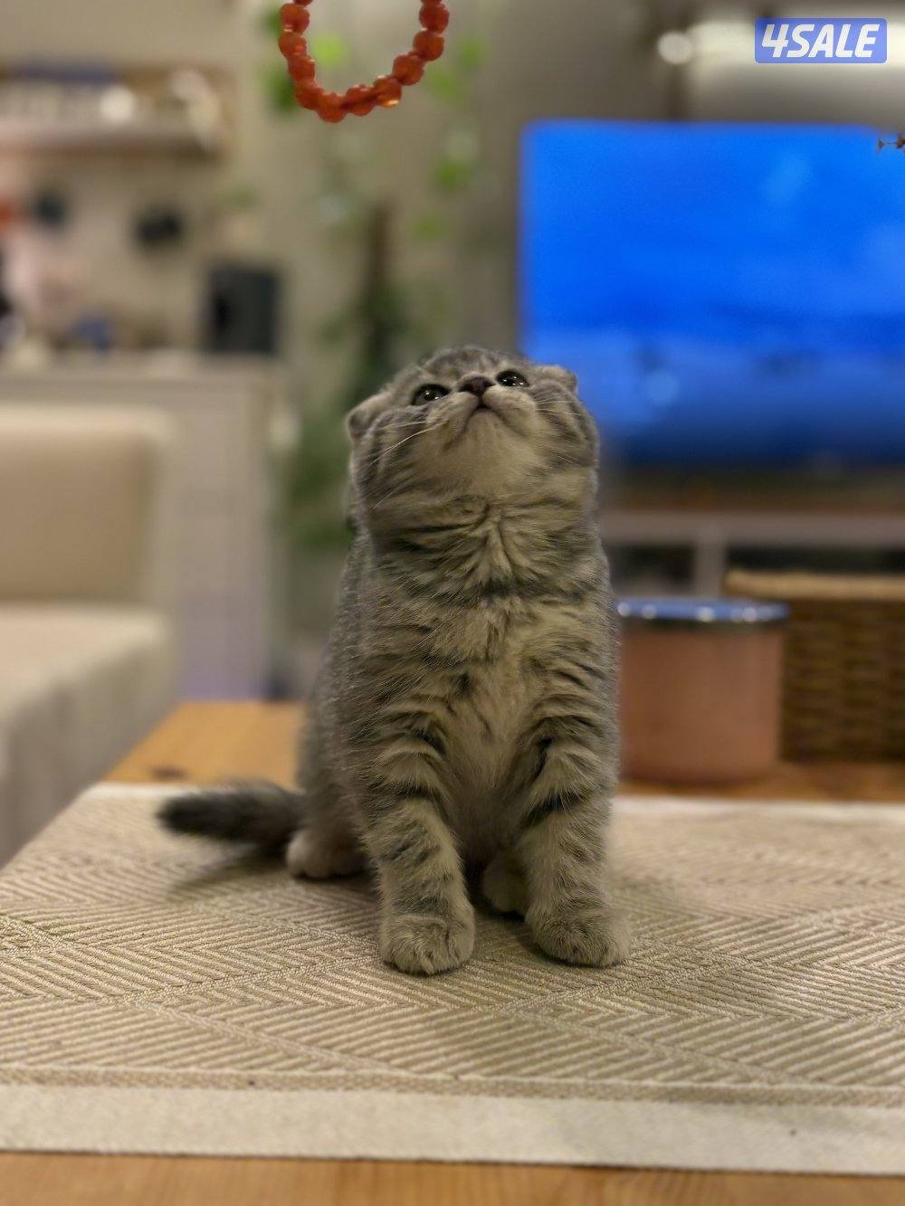 كتن سكوتش فولد🐾1