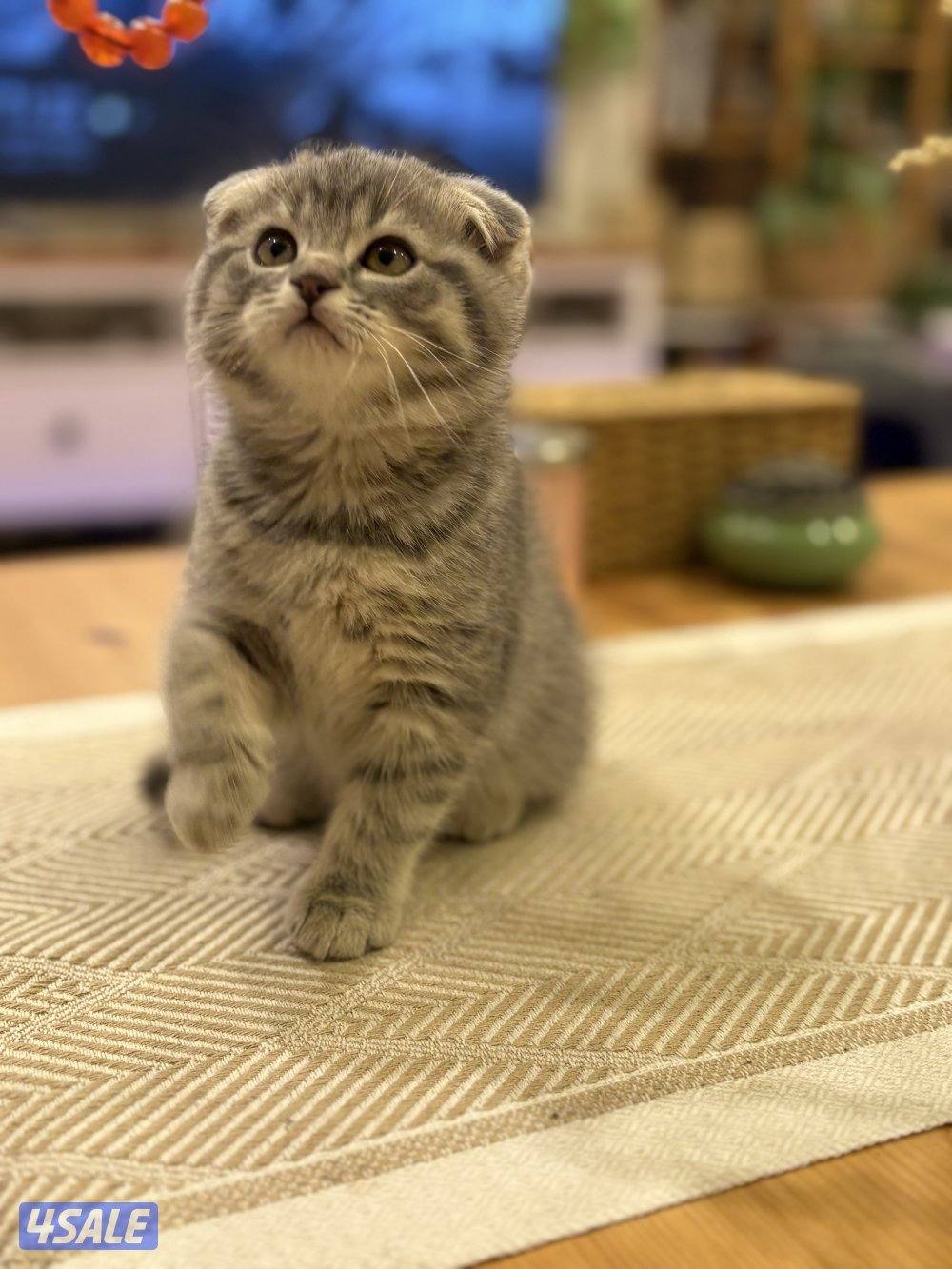 كتن سكوتش فولد🐾2