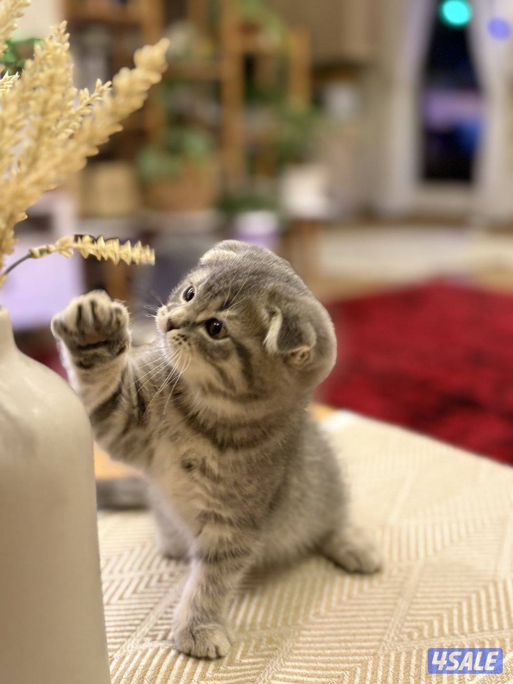 كتن سكوتش فولد🐾3