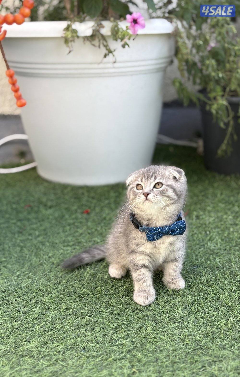 كتن سكوتش فولد🐾4