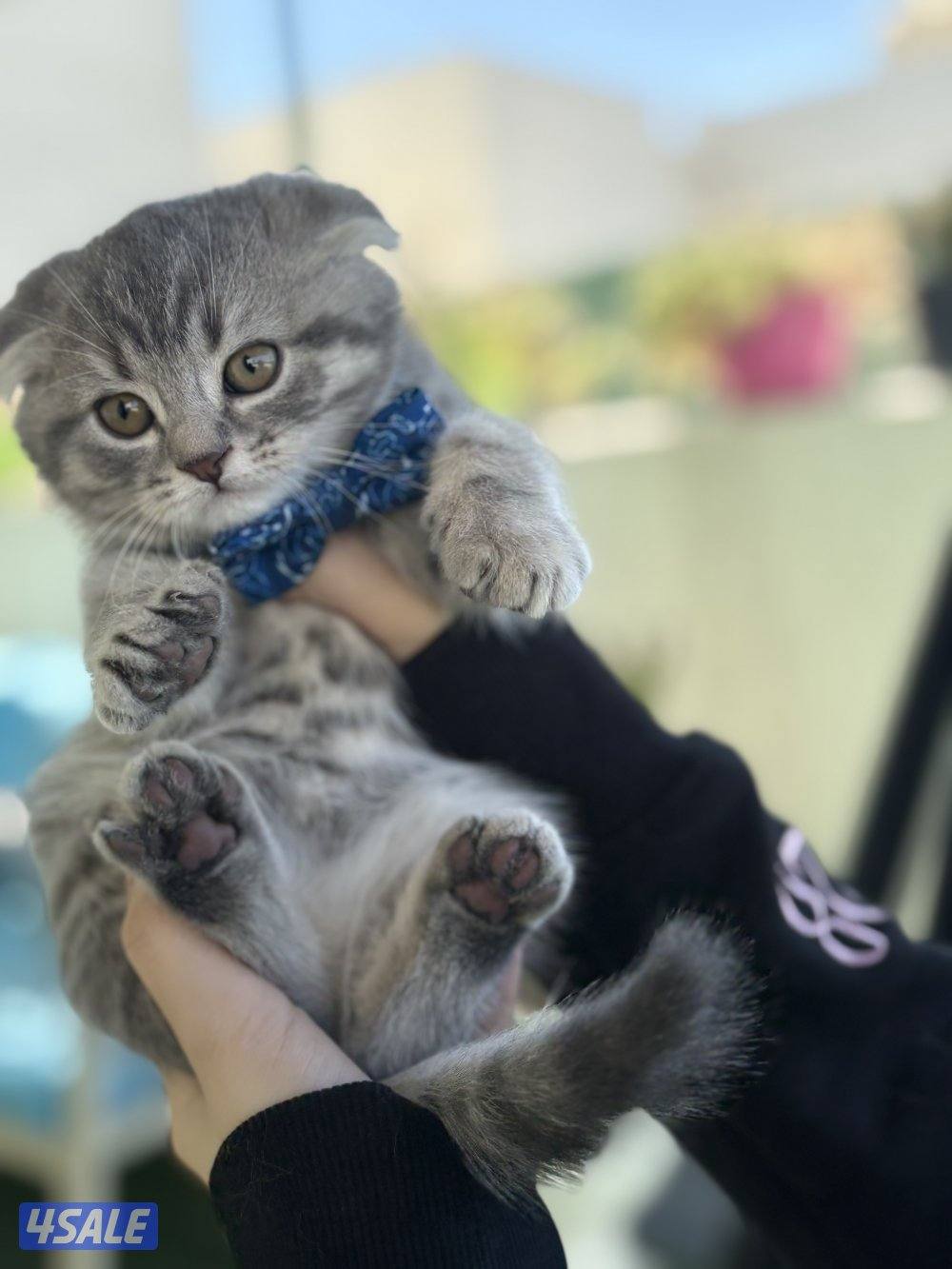 كتن سكوتش فولد🐾5