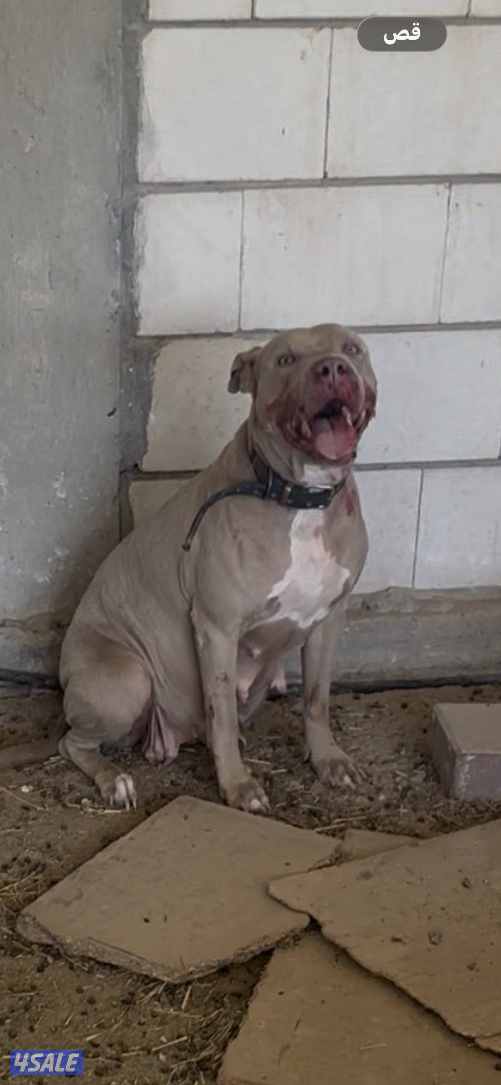 نثيه بتبول منتجه1