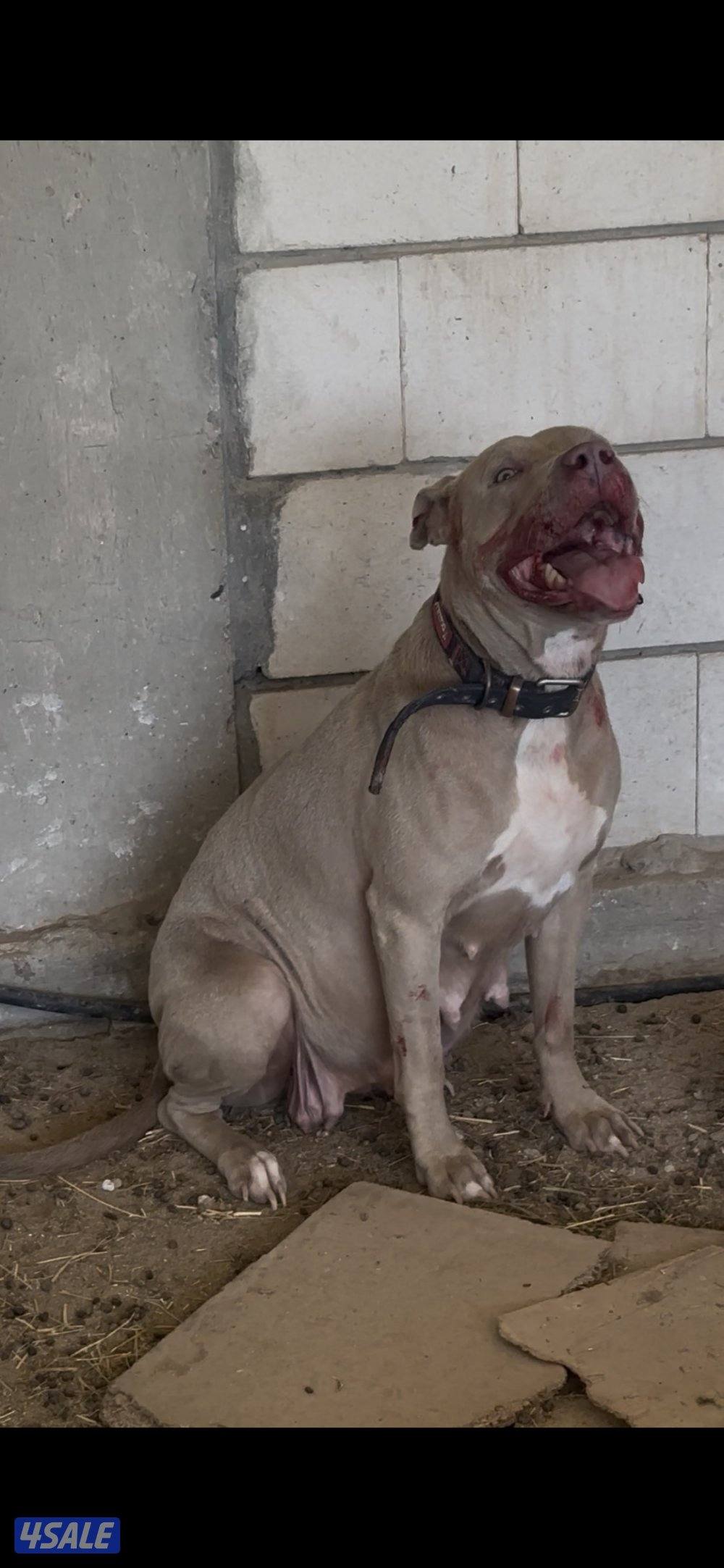 نثيه بتبول منتجه3