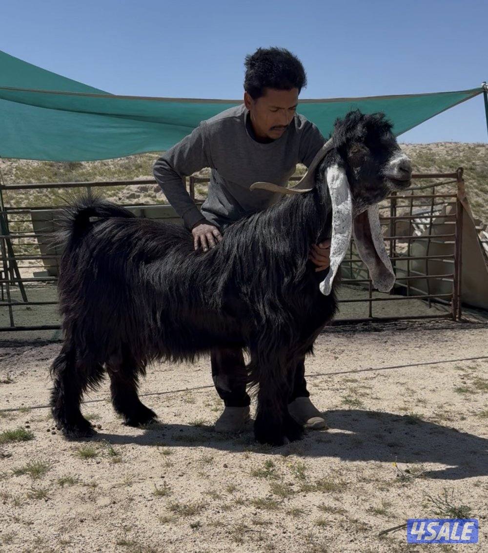 ✨للبيع تيس عارضي خصم✨0