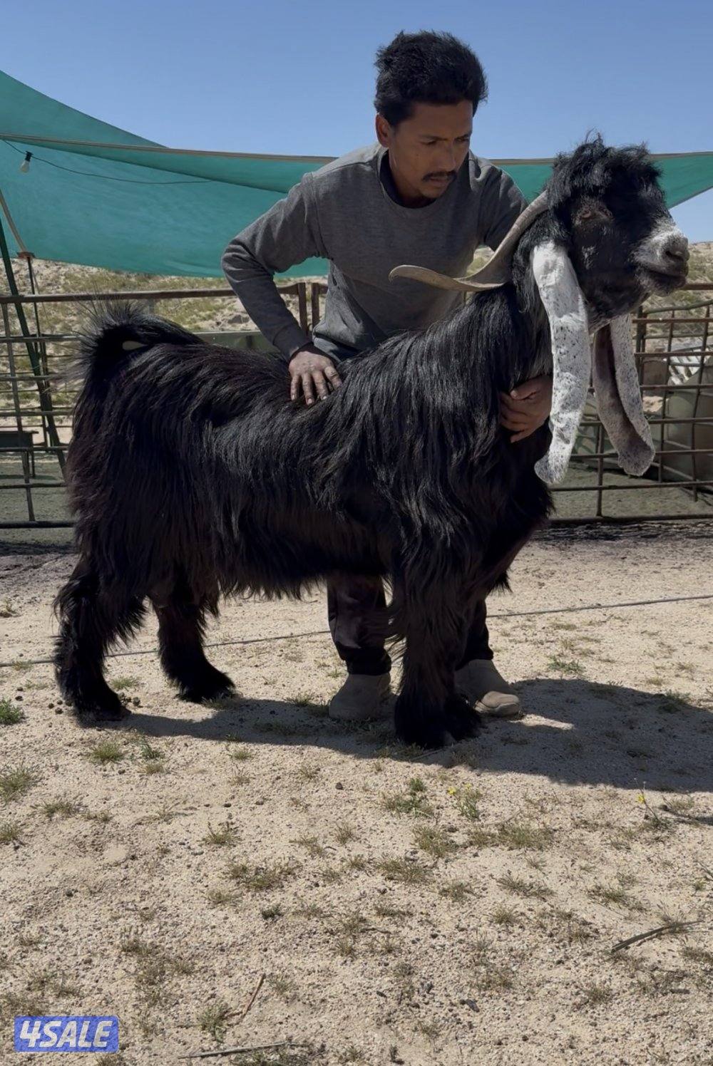 ✨للبيع تيس عارضي خصم✨1