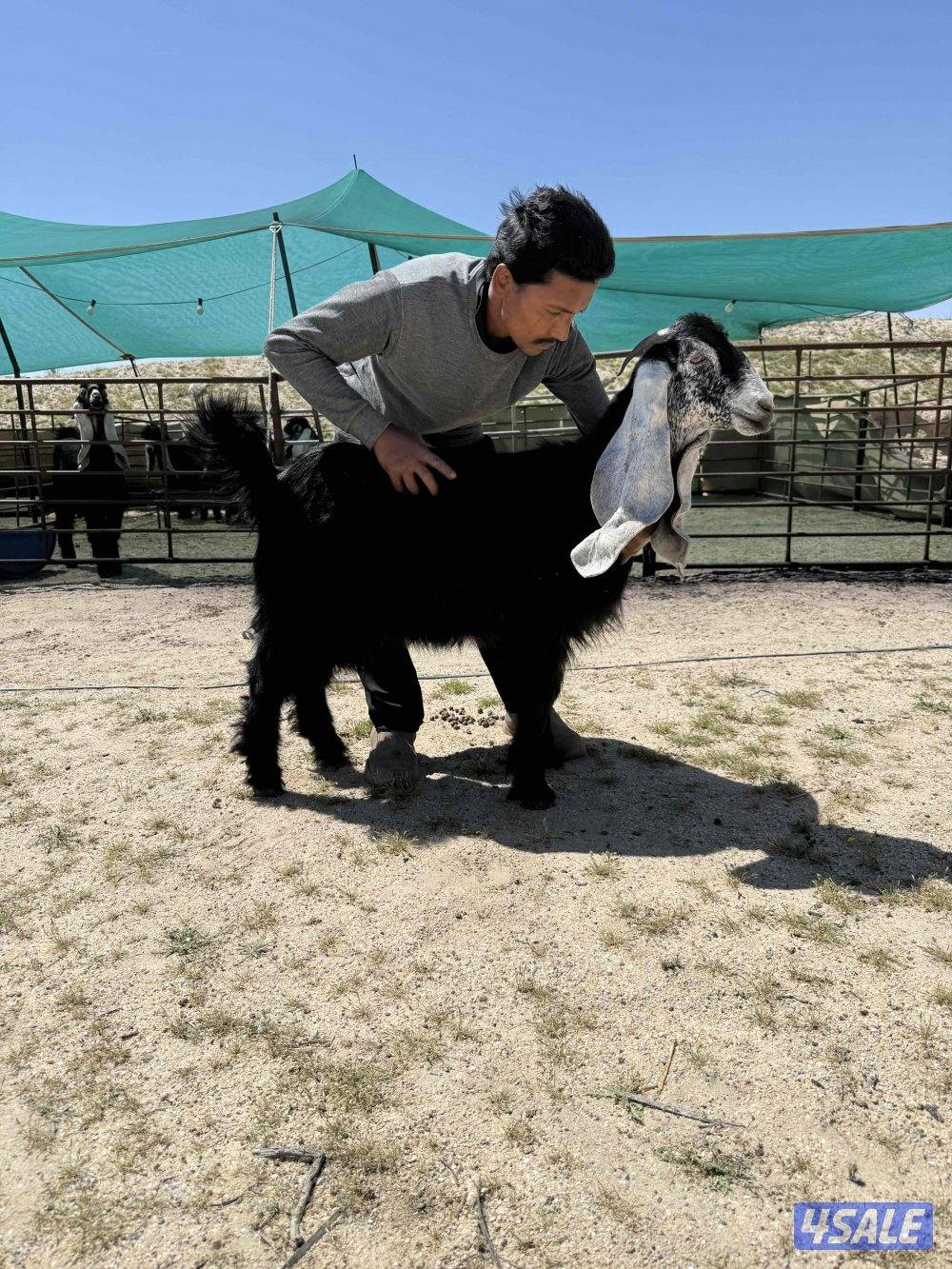 ✨للبيع جفار عوارض خصم✨0