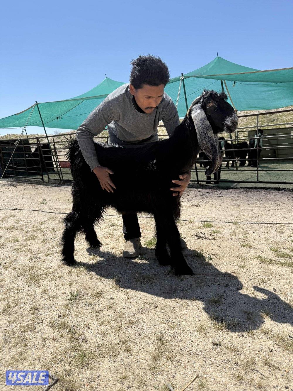 ✨للبيع جفار عوارض خصم✨1