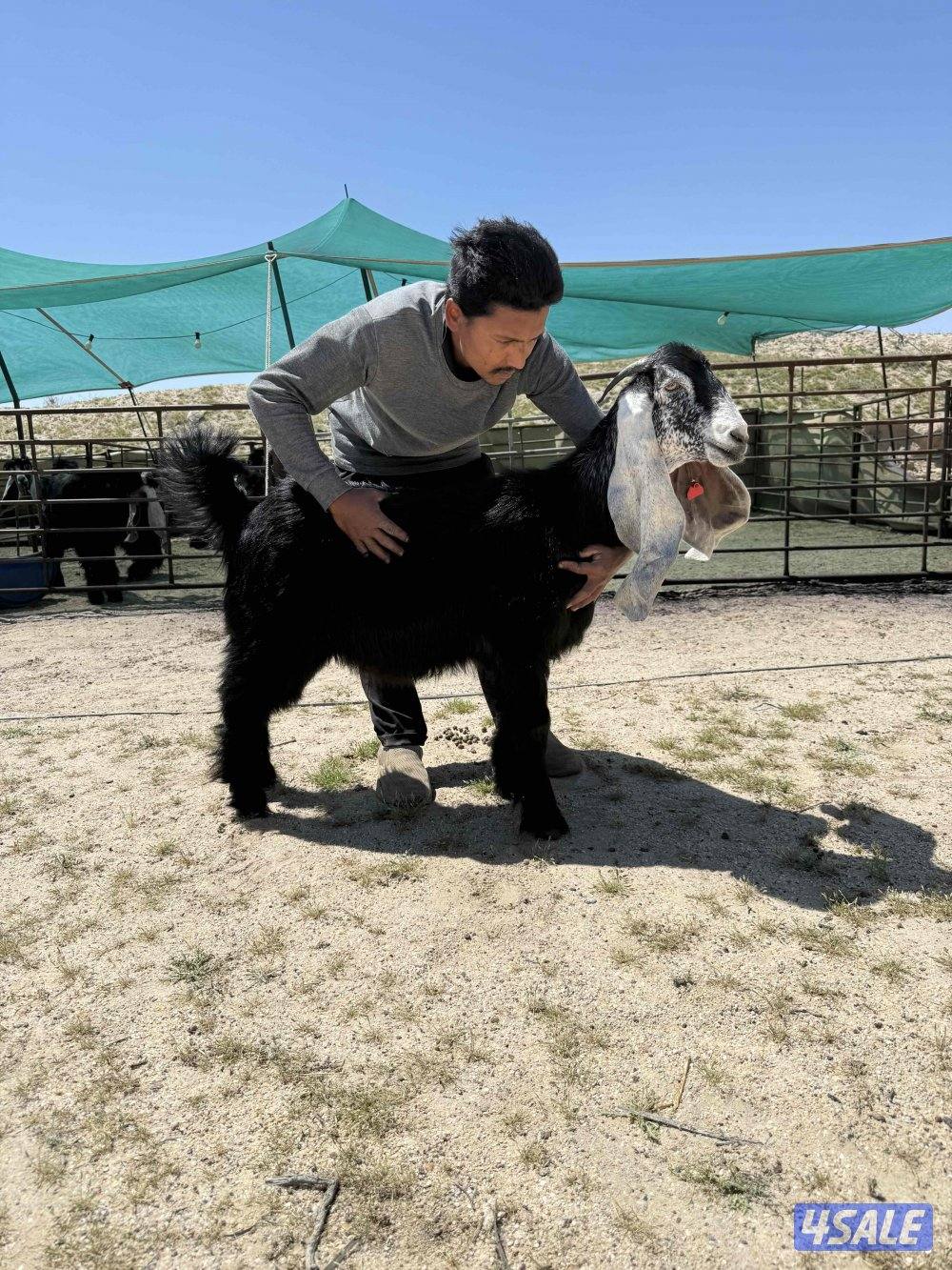 ✨للبيع جفار عوارض خصم✨2