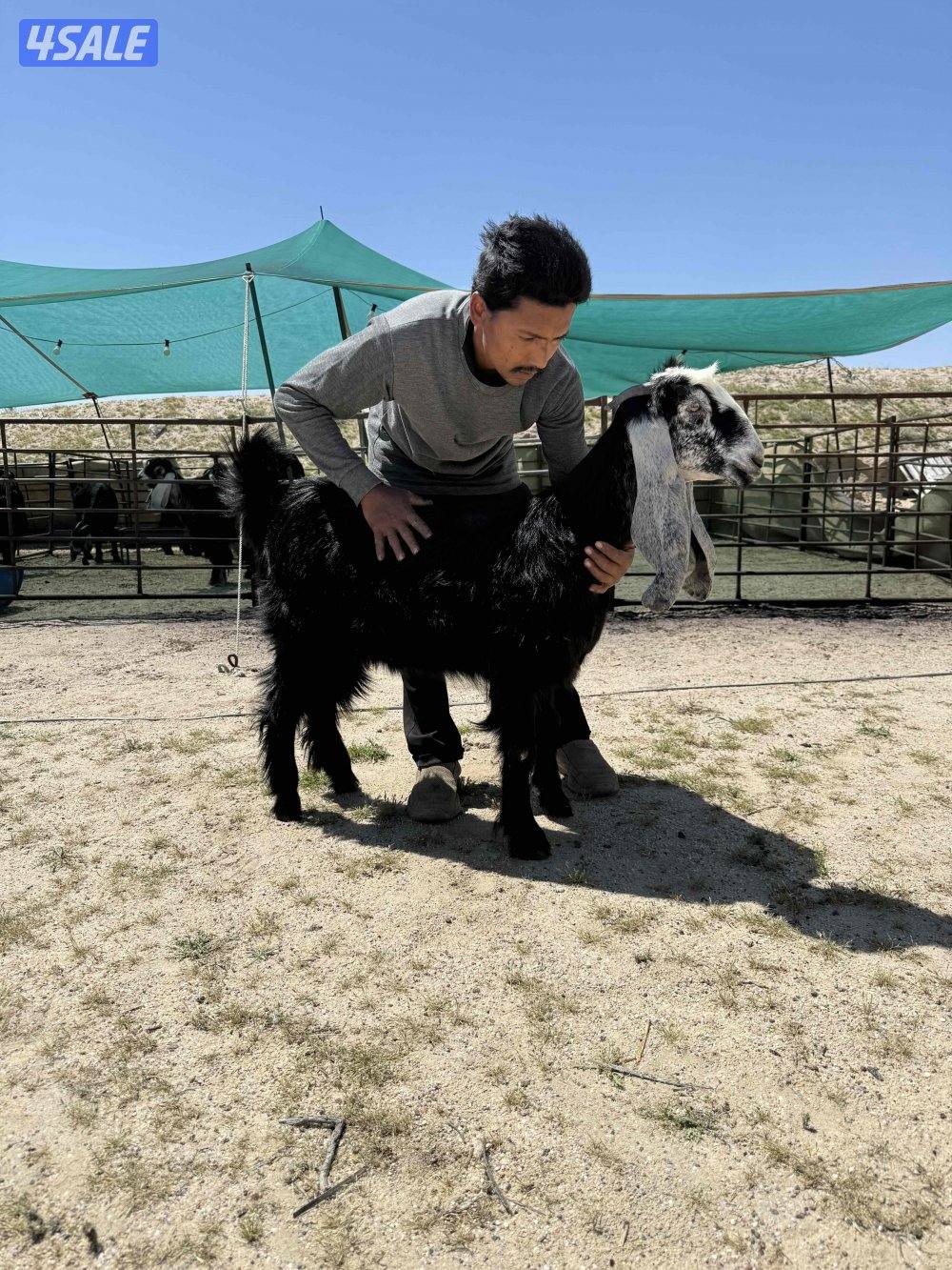 ✨للبيع جفار عوارض خصم✨3