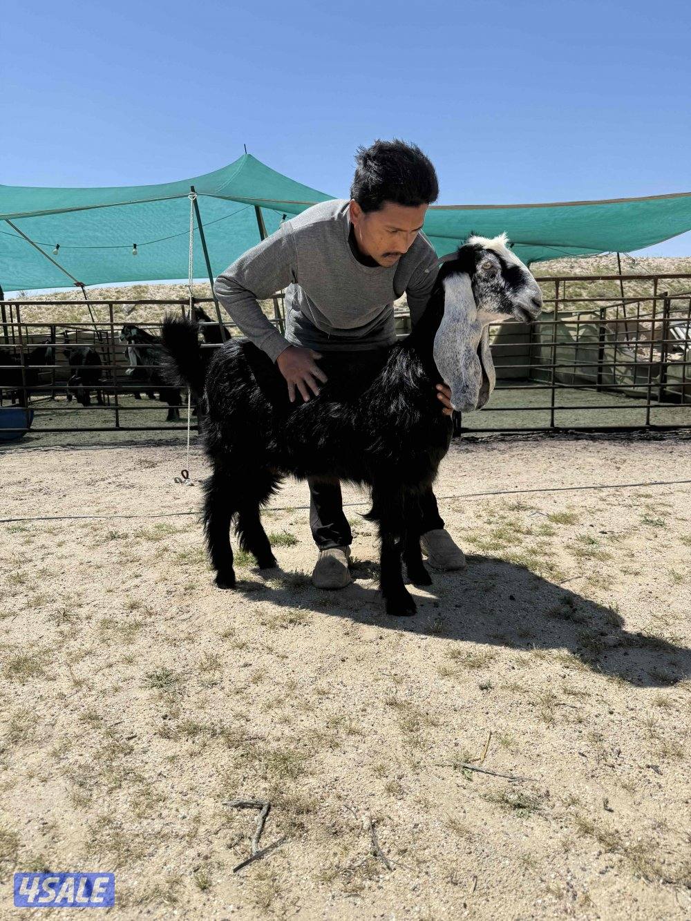 ✨للبيع جفار عوارض خصم✨4