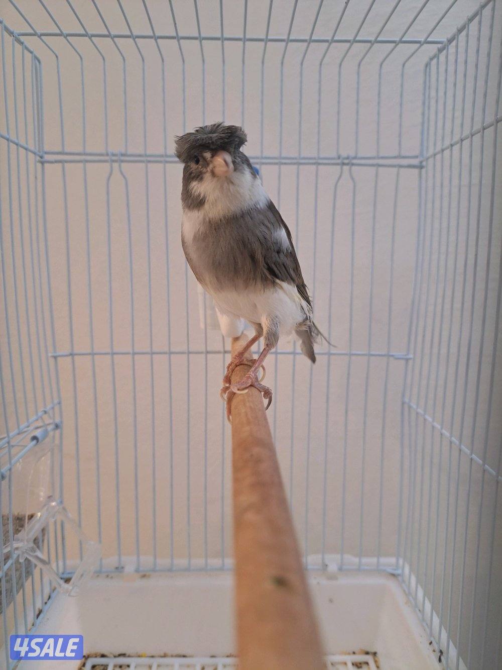 فحل تغريد  ايراني / نثيه ايرانيه0