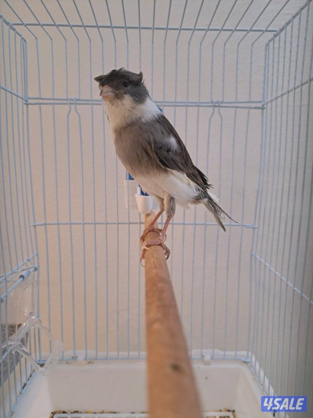 فحل تغريد  ايراني / نثيه ايرانيه1